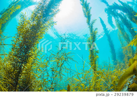 葉山の海の海藻 29239879