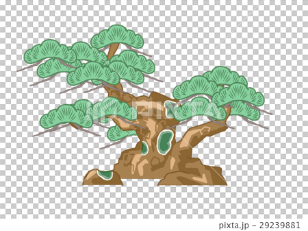 松樹 松樹 29239881