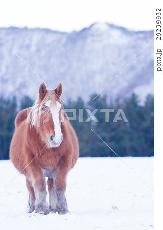 雪原に佇む寒立馬 29239932