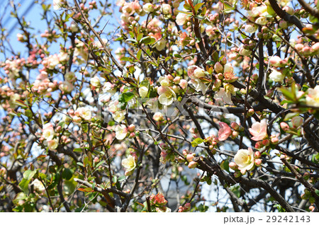 ボケ(木瓜) ボケ(木瓜) 29242143