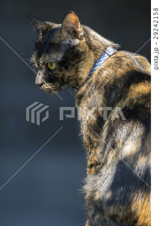 Image of a cat on nature background, Pet. Image of a cat on nature background, Pet. 29242158