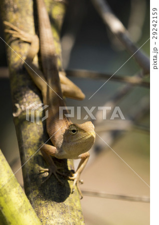 Image of chameleon on nature background. Reptile 29242159
