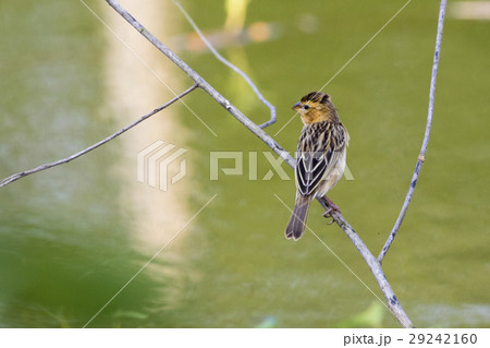 Image of golden weaver bird(Female) on the branch. 29242160
