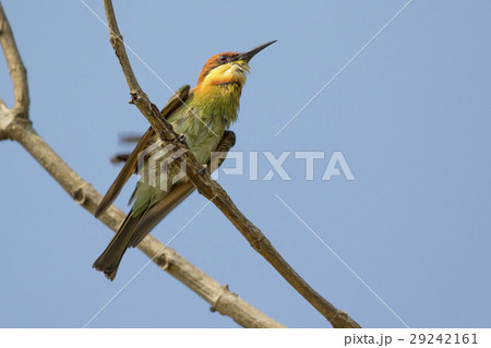 Image of bird (Green Bee-eater) on the branch. 29242161