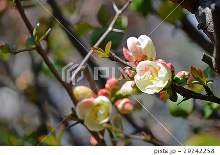 ボケ(木瓜) ボケ(木瓜) 29242258