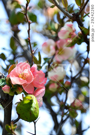 ボケ(木瓜) ボケ(木瓜) 29242260