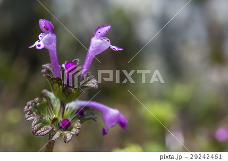 ホトケノザ 29242461