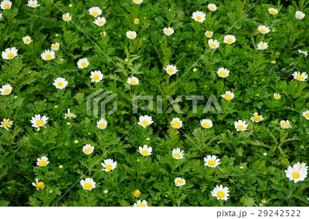 ノースポール菊 ノースポール菊 29242522