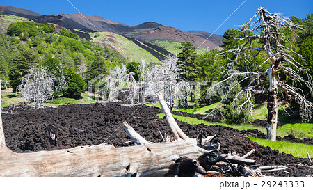 burned tree in hardened lava flow on Etna slope 29243333