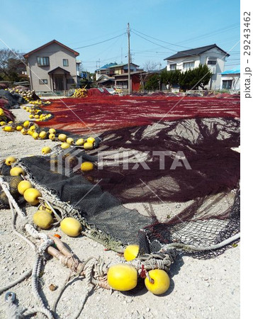 漁期が終わると定置網の手入れが始まります 漁期が終わると定置網の手入れが始まります 29243462