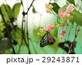 リュウキュウアサギマダラ Ideopsis similis in Malaysia リュウキュウアサギマダラ Ideopsis similis in Malaysia 29243871