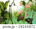リュウキュウアサギマダラ Ideopsis similis in Malaysia リュウキュウアサギマダラ Ideopsis similis in Malaysia 29243872