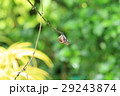 リュウキュウアサギマダラ Ideopsis similis in Malaysia リュウキュウアサギマダラ Ideopsis similis in Malaysia 29243874