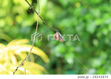 リュウキュウアサギマダラ　Ideopsis similis in Malaysia 29243874