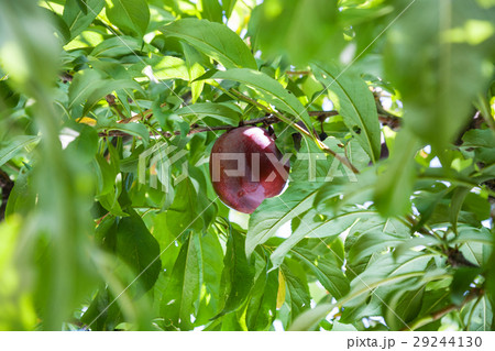 ripe red plum on tree 29244130
