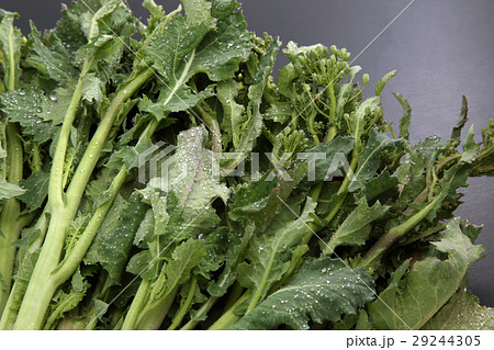 かき菜 かき菜 29244305