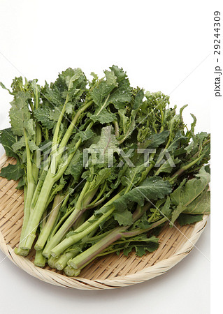 かき菜 かき菜 29244309