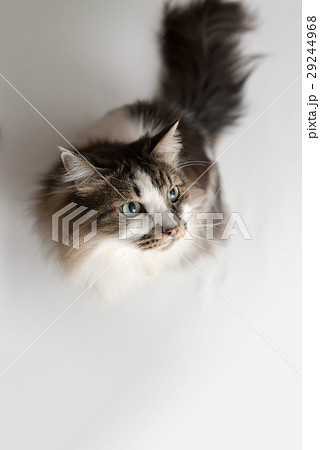 猫 猫 29244968