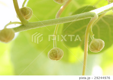 キウイフルーツの蕾（メス） 29244976