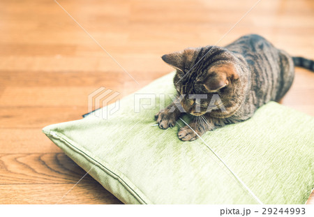 猫 29244993