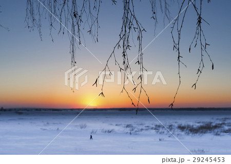 Birch twigs and setting winter sun Birch twigs and setting winter sun 29245453