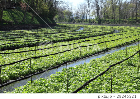 大王わさび農場 大王わさび農場 29245521
