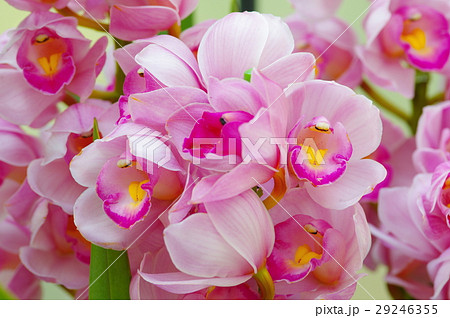 シンビジウム(ピンク) 29246355