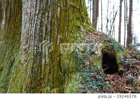 うろ うろ 29246376