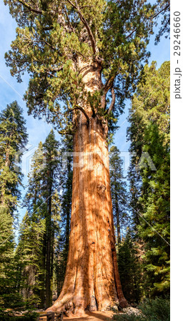 Sequoia National Park at autumn 29246660