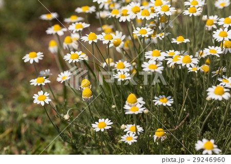 white daisies. a bush of white daisies in a solar white daisies. a bush of white daisies in a solar 29246960