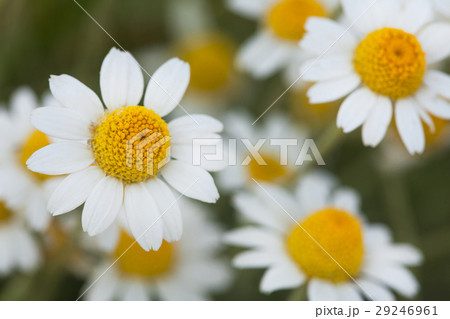 white daisies. a bush of white daisies in a solar white daisies. a bush of white daisies in a solar 29246961