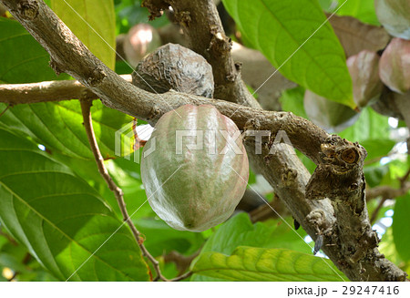 樹木：カカオノキ　アオイ科 29247416