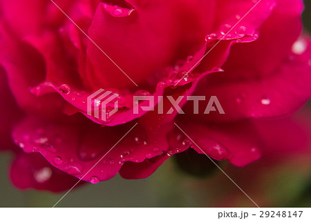 Water drops on rose-petals close up. 29248147
