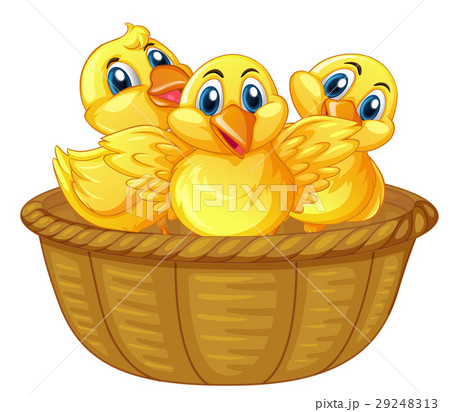 Three little chicks in basket Three little chicks in basket 29248313