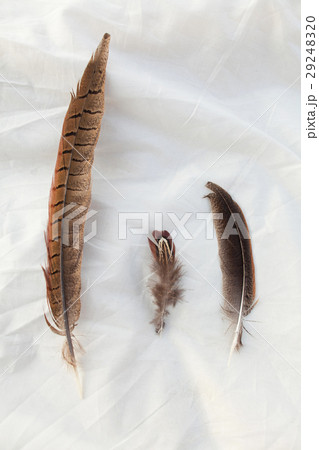 feathers of birds on a white foneyo. 29248320