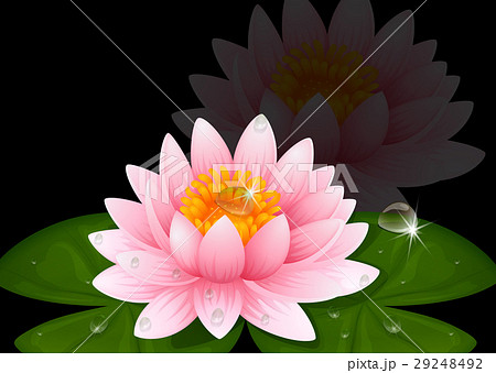 Pink Water Lily On Black Backgroundのイラスト素材