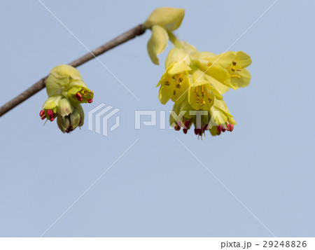 早春のトサミズキ 29248826