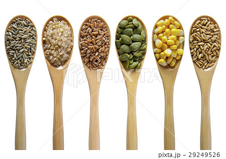 とうもろこし トウモロコシ 玉蜀黍 29249526