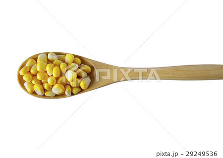 とうもろこし トウモロコシ 玉蜀黍の写真素材