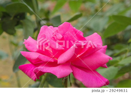 beautiful roses colurful petals, leaves, bud beautiful roses colurful petals, leaves, bud 29249631