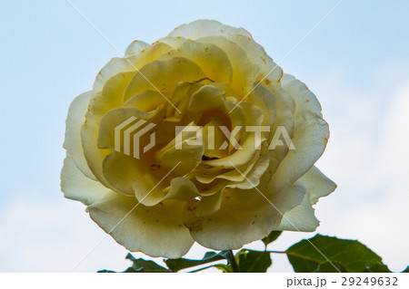 beautiful roses colurful  petals, leaves, bud  29249632