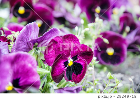 Purple pansies, photo filter, springtime Purple pansies, photo filter, springtime 29249718