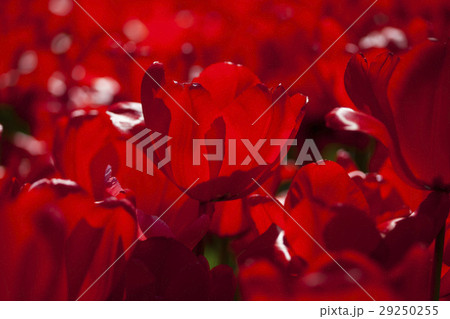 Spring tulips in the garden, spring blossom 29250255