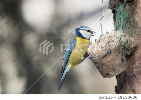 The Eurasian Blue Tit (Parus caeruleus) The Eurasian Blue Tit (Parus caeruleus) 29250600