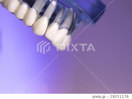 Denture for dentistry students Denture for dentistry students 29251176