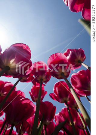 Fresh spring tulips with sky 29251577