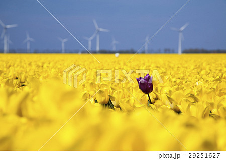 Windmill and colorful tulips in spring of flowers 29251627