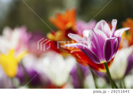 Colorful tulips in spring of flowers 29251645
