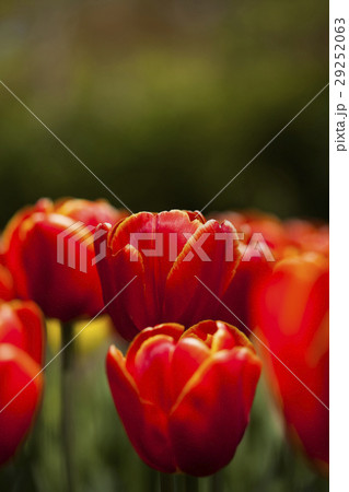 Tulips , the flowers in the garden , early spring 29252063