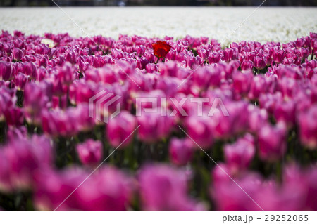 Spring tulips in the garden, spring blossom 29252065